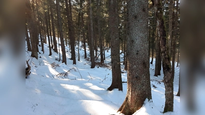 Der Wald: Ein guter Ort um Kraft zu tanken, aber für Tiere kann der Winter dort hart sein.  (Foto: std)