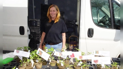 Gärtnerin Jutta aus Kranzberg verkaufte samenfeste Tomaten und mediterrane Kräuter. (Foto: bro)