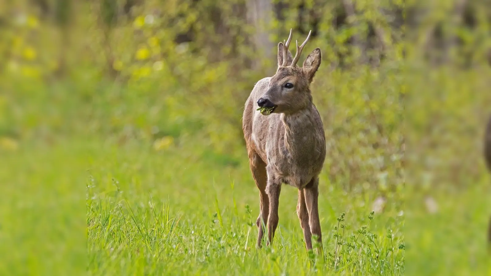 Auch Rehe brauchen Ruhe. (Foto: Pixabay)