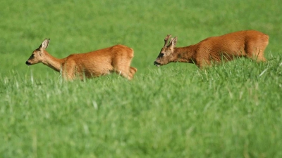 Der Rehbock hat nur noch die brunftige Rehgeiß im Sinn und folgt ihr durch Wald und Feld - und leider auch oftmals über die Straßen. (Foto: Kreisjagdverband Erding e.V.)