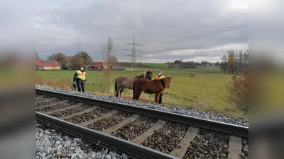 Echte Pony-Sturköpfe und nicht von der Stelle zu bewegen, bis die Besitzerin kam. (Foto: Bundespolizei)