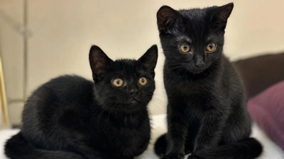 Cosmo &amp; Yoda (Foto: Tierschutzjugend )