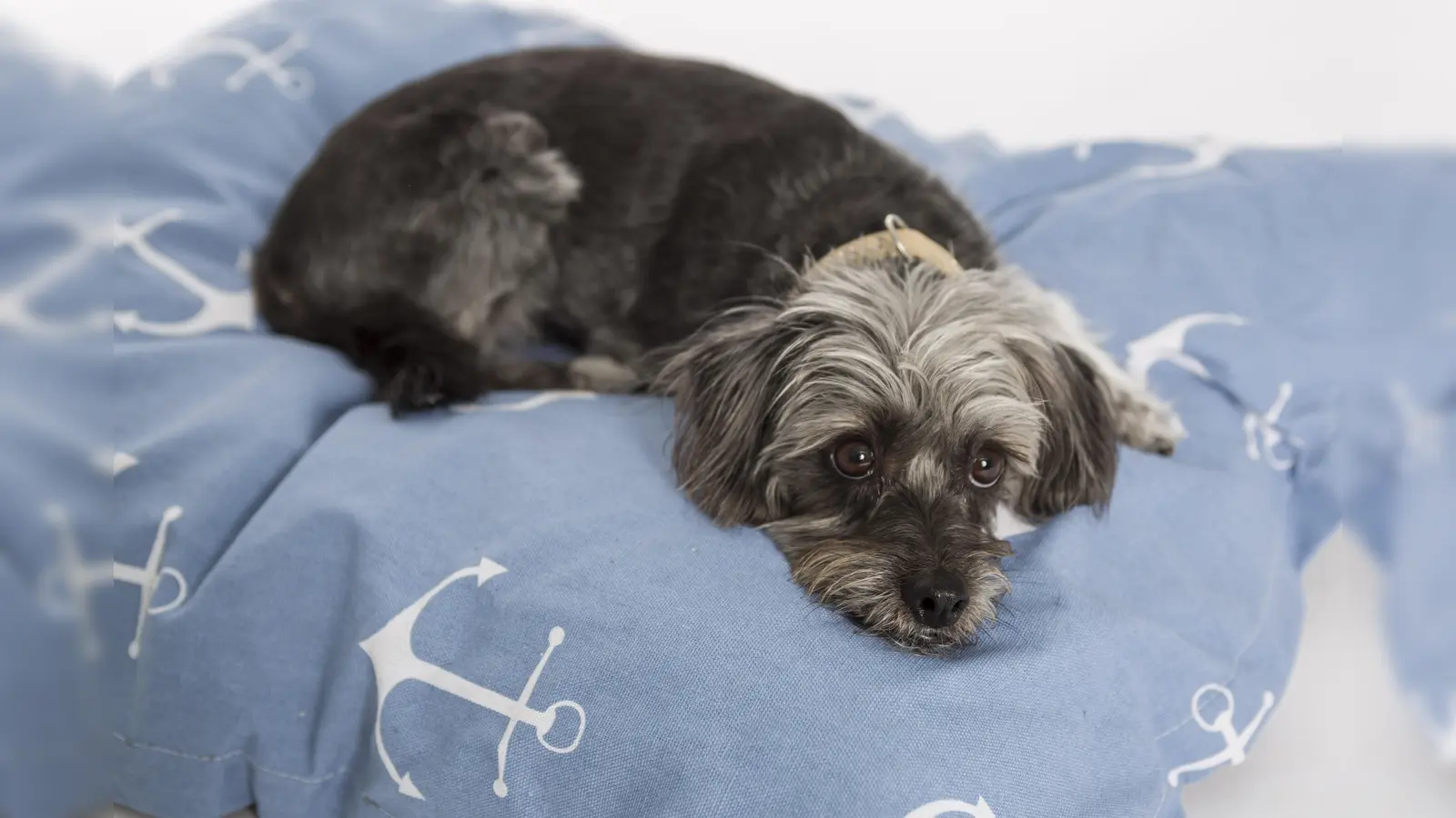 Hunde brauchen einen ungestörten Ruheplatz.<br> (Foto: DAS FUTTERHAUS)