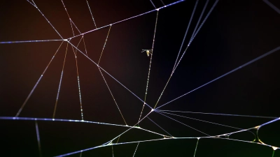 Norbert Sensers Makroaufnahme eines Spinnennetzes ist nur eine von insgesamt 84 spannenden Aufnahmen, die in der Ausstellung zu sehen sein werden. (Foto: Norbert Senser)