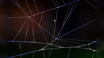 Norbert Sensers Makroaufnahme eines Spinnennetzes ist nur eine von insgesamt 84 spannenden Aufnahmen, die in der Ausstellung zu sehen sein werden. (Foto: Norbert Senser)