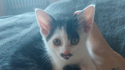 Lemmy (Foto: Tierschutzjugend Erding)