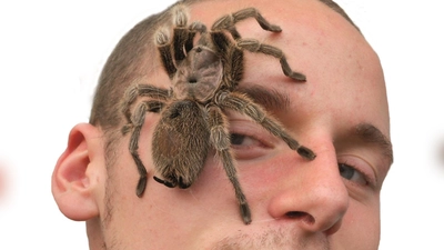 Wer Probleme mit Spinnen hat, kann dieser Angst in der Ausstellung entgegenwirken! (Foto: Insectophobie/G. Neigert)