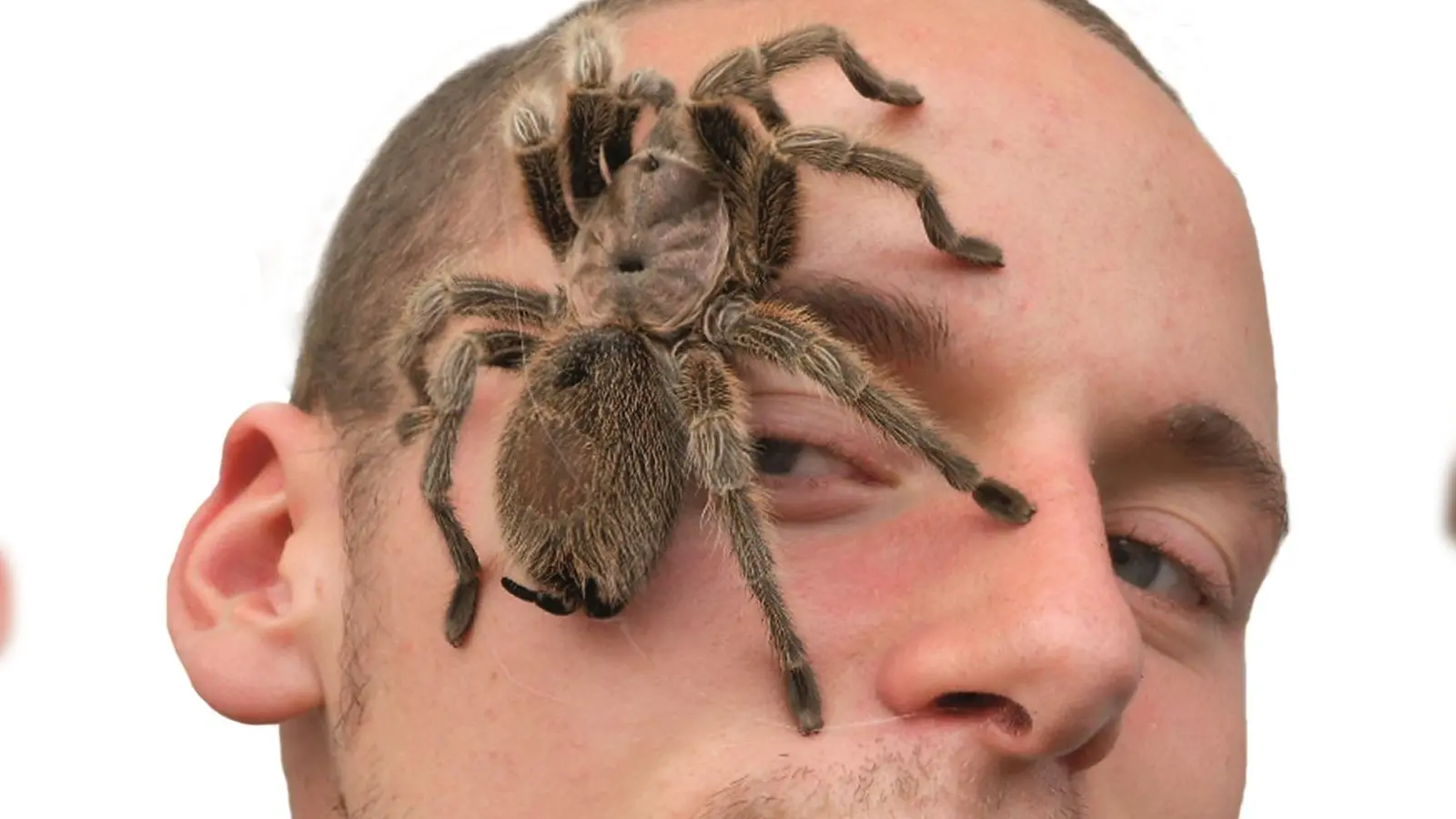 Wer Probleme mit Spinnen hat, kann dieser Angst in der Ausstellung entgegenwirken! (Foto: Insectophobie/G. Neigert)