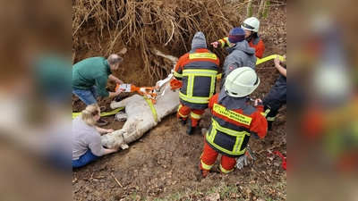 Nach kurzer Zeit konnte das Pferd bereits wieder auf eigenen Beinen stehen. (Foto: FFW Moosburg)