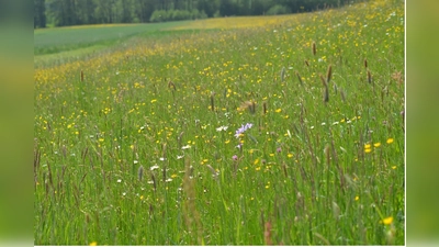 Zunächst soll der aktuelle Zustand der Mähwiesen ermittelt werden, bevor Verbesserungsmöglichkeiten ausgelotet werden. (Foto: ifuplan)