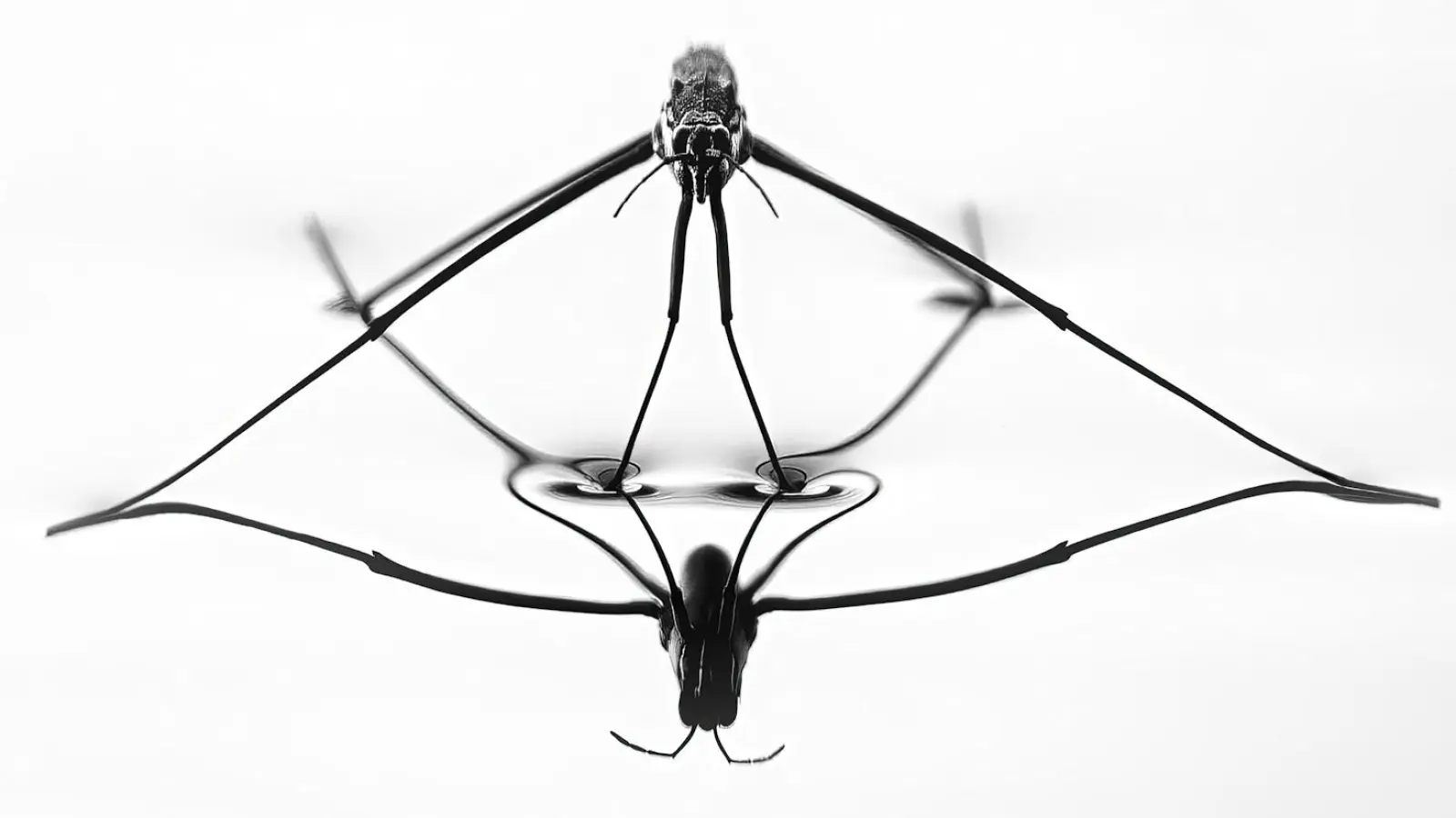 Mit dem Wasserläufer auf Augenhöhe begab sich der Erdinger Fotograf Dr. Michael Sachweh. (Foto: Dr. Michael Sachweh)