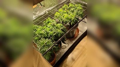 Durchaus professionell handhabte ein Mann aus Eching die Aufzucht von Cannabispflanzen in seiner Wohnung. (Foto: Polizei)