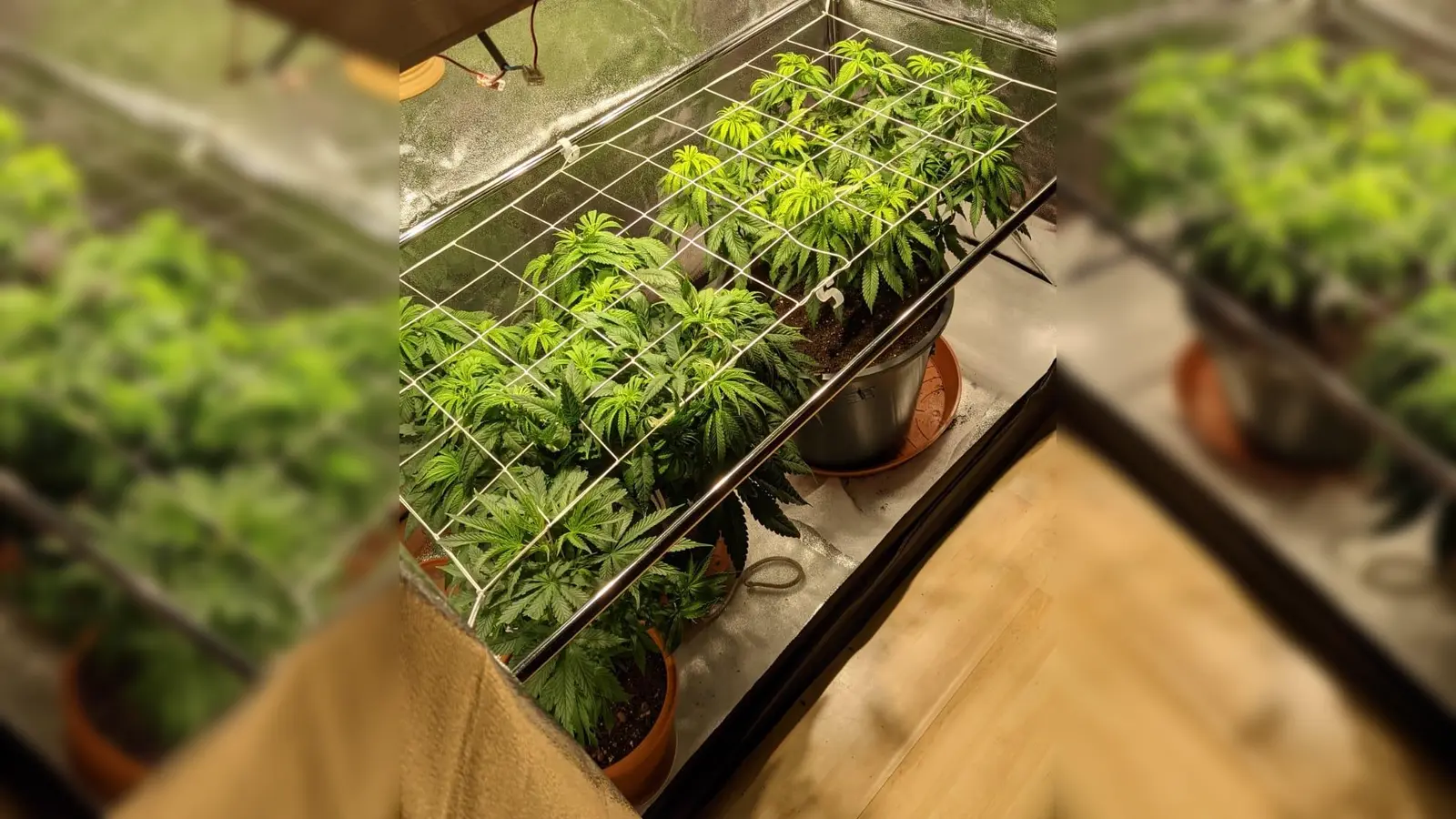 Durchaus professionell handhabte ein Mann aus Eching die Aufzucht von Cannabispflanzen in seiner Wohnung. (Foto: Polizei)
