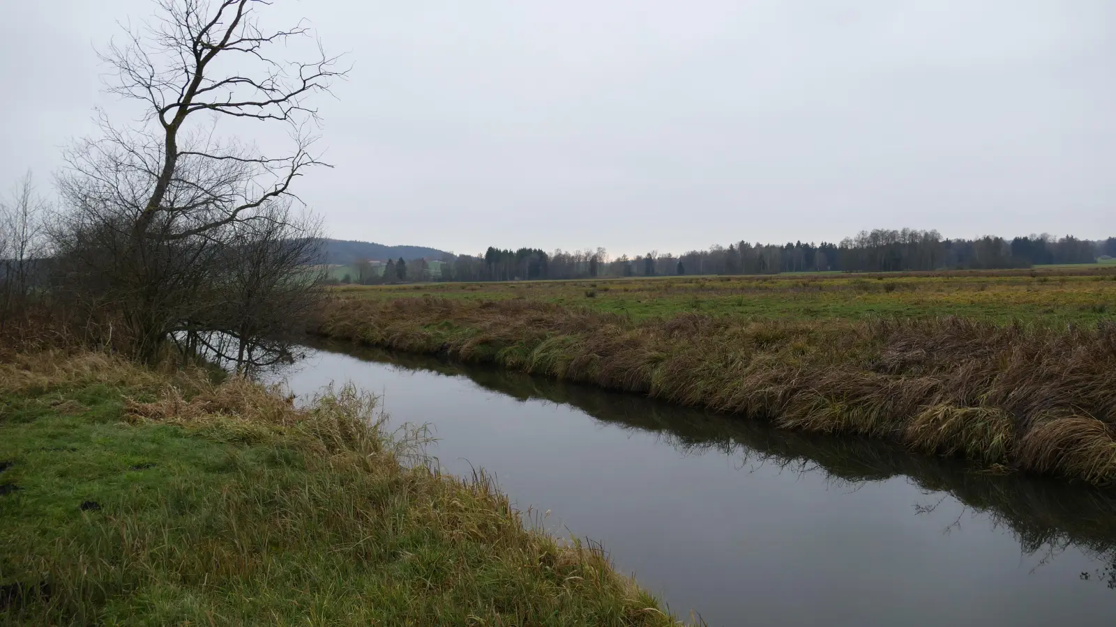 Eine entwässerte Moorfläche im Brucker Moos bei Aßling im Landkreis Ebersberg soll renaturiert werden. (Foto: Energieagentur Ebersberg-München gGmbH)