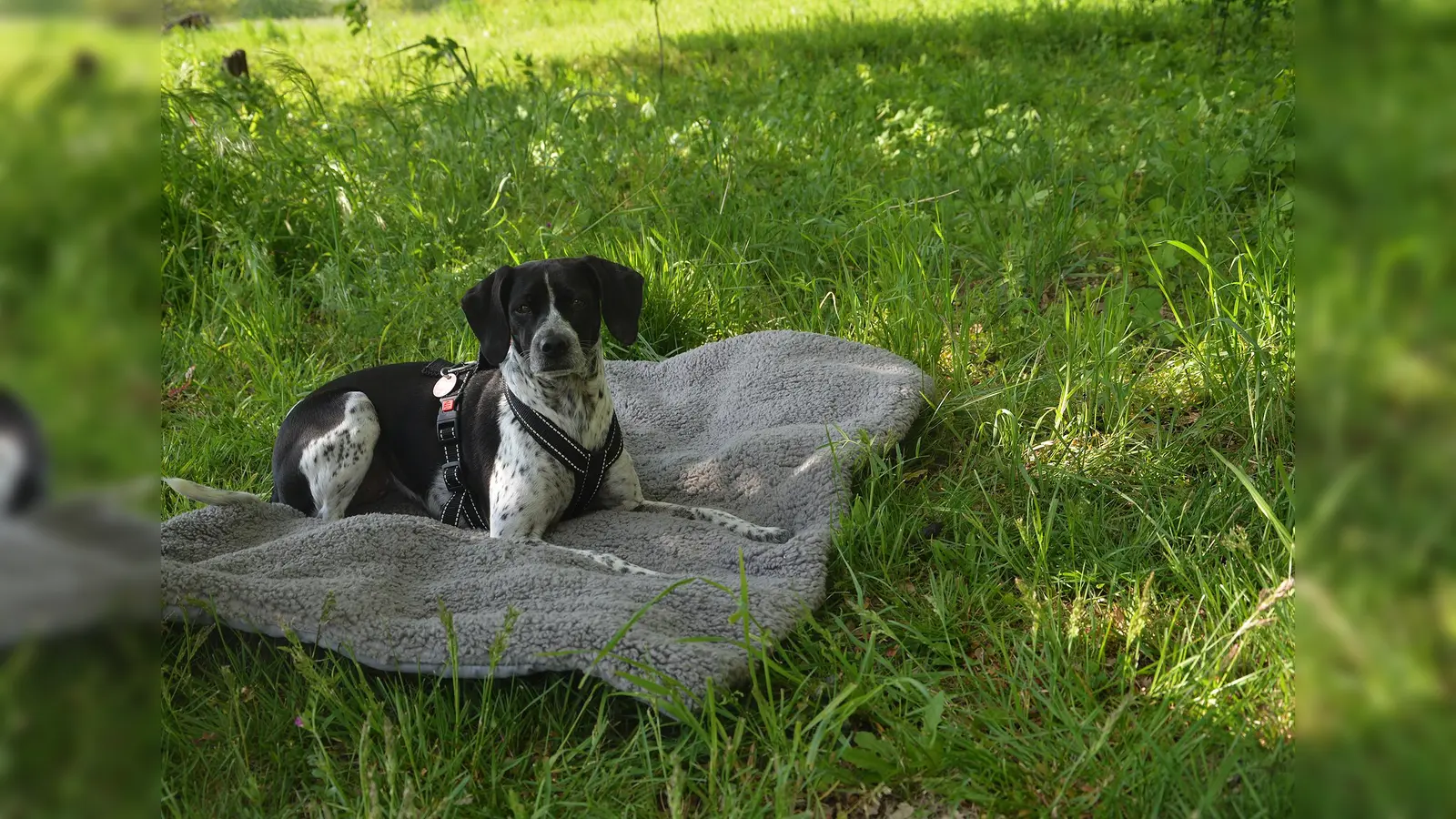 Eine Pause im Schatten ist bei hohen Temperaturen sinnvoll. (Foto: TASSO e.V.)