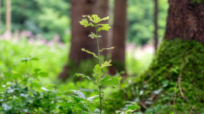 Holz ist als nachwachsender Rohstoff von besonderer Bedeutung für die Transformation der fossilbasierten Wirtschaft zu einer biomassebasierten Ökonomie. (Foto: A. Eckert)
