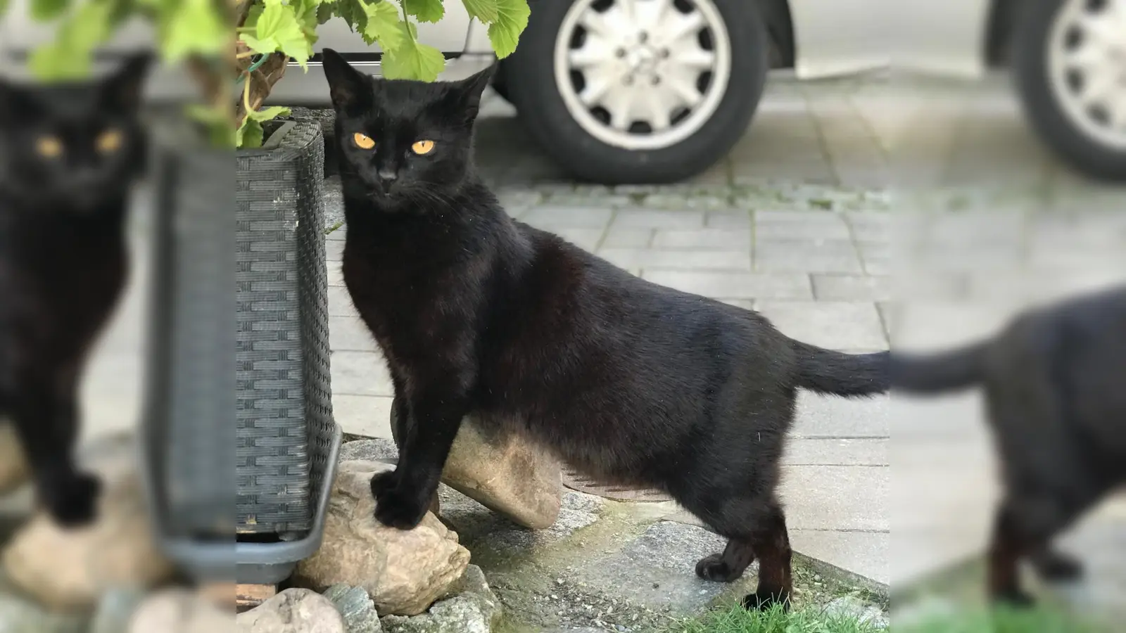 Die hübsche Antonia mit ihren Bernsteinaugen sucht neue Menschen. (Foto: Tierschutzjugend Erding)