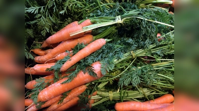 Wer bei der Waldweihnacht dabei sein will, sollte Futter, wie beispielsweise Möhren, mit zum Termin bringen. (Foto: dm)