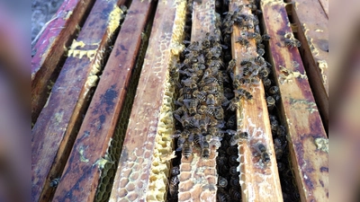 Sobald die Temperatur über 12 Grad steigt, sind die Bienen wieder aktiv. (Foto: bro)