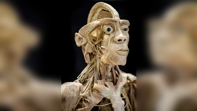 Die Ausstellung vermittelt anhand anatomischer Exponate Wissen über den menschlichen Körper. (Foto: Morten Stricker)