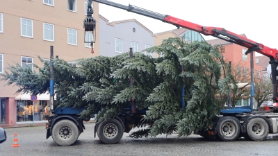 Bald sollen auch dieses Jahr trotz Krise Christbäume auf den öffentlichen Plätzen strahlen. (Foto: red)