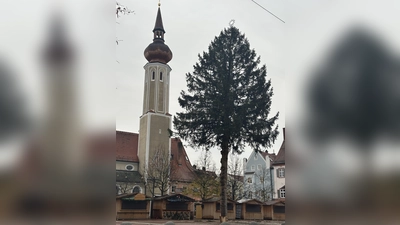 Der prächtige Baum wird nachträglich gekürzt. (Foto: nsc)