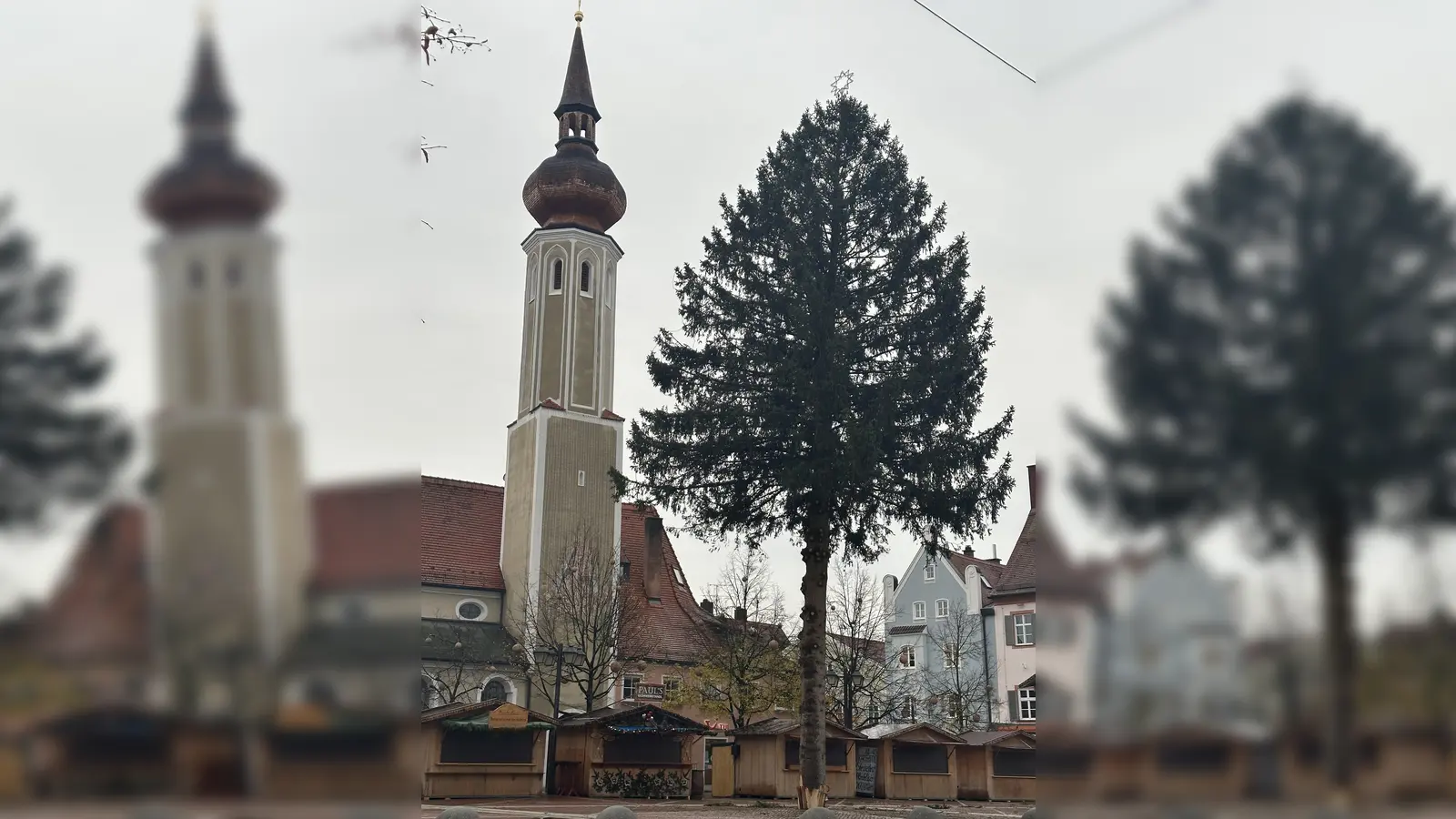 Der prächtige Baum wird nachträglich gekürzt. (Foto: nsc)