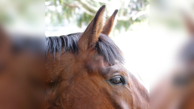 Das wird Ihr Pferd Augen machen, wenn es die Auswahl an Reitsportbedarf auf der Pferd International entdeckt. (Foto: dek)