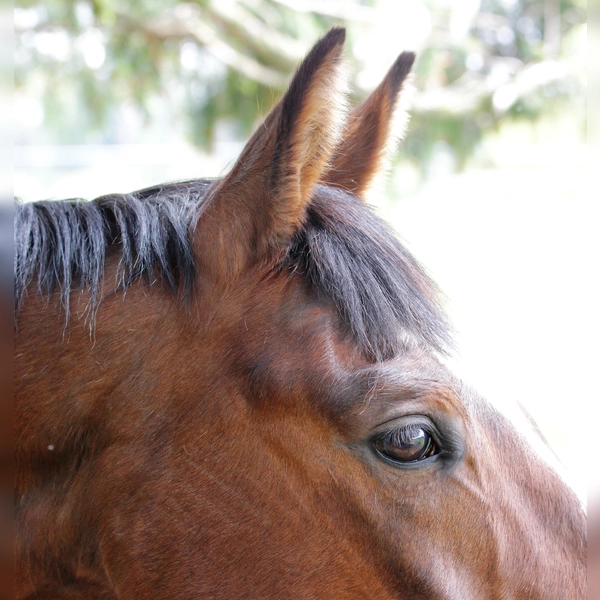 Das wird Ihr Pferd Augen machen, wenn es die Auswahl an Reitsportbedarf auf der Pferd International entdeckt. (Foto: dek)