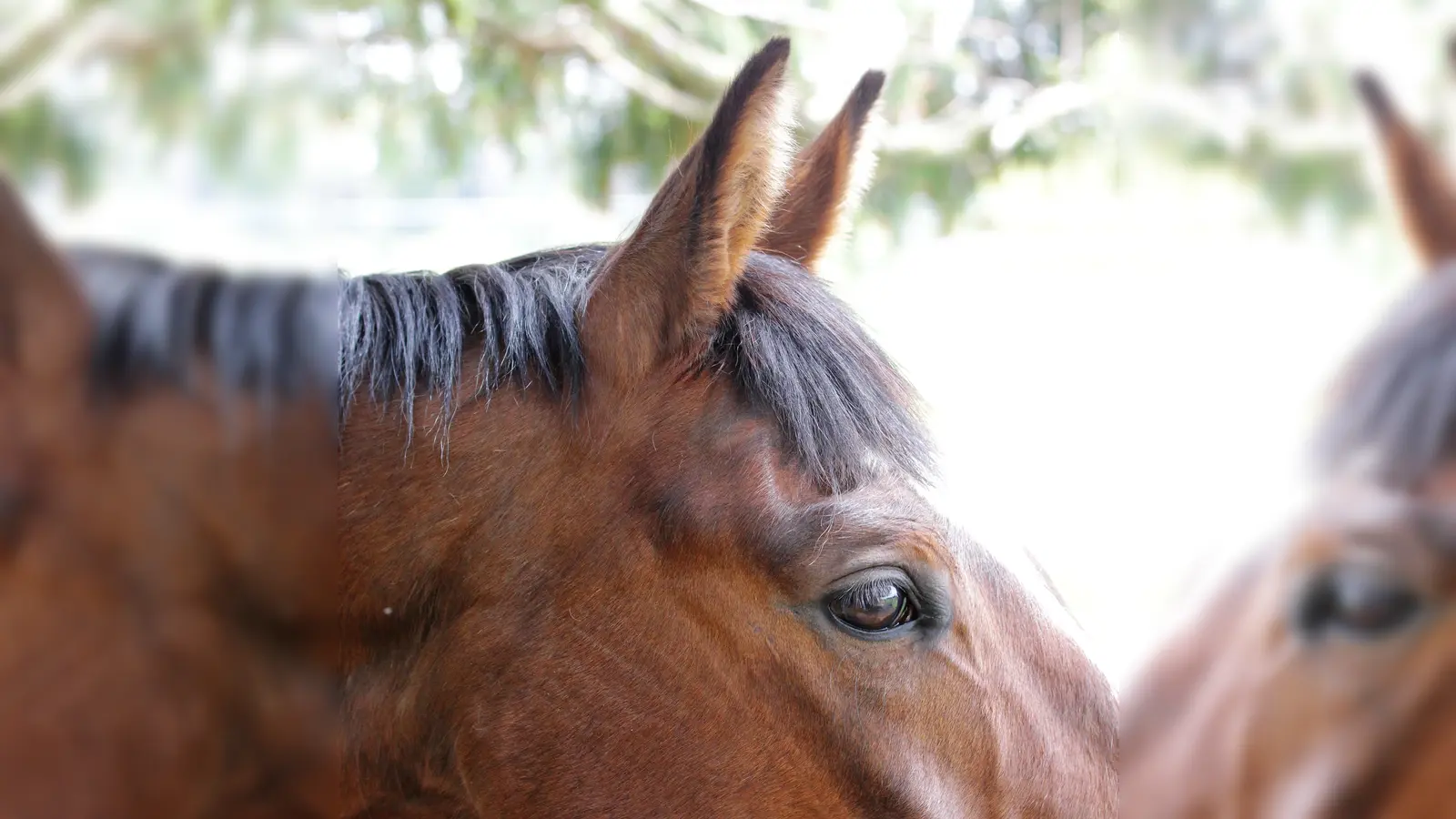 Das wird Ihr Pferd Augen machen, wenn es die Auswahl an Reitsportbedarf auf der Pferd International entdeckt. (Foto: dek)