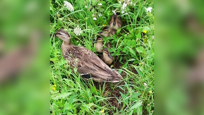 Zunächst Schafe, dann Enten haben die Bundespolizei auf Trab gehalten. (Symbolbild: Bundespolizei)