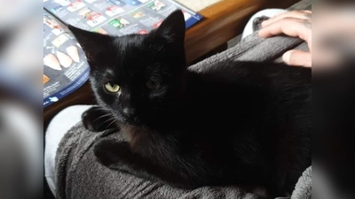 Die verschmuste Hera wünscht sich eine Wohnung mit vernetztem Balkon. (Foto: Tierschutzjugend Erding)