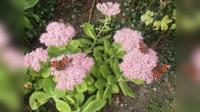 Bild der Woche 4021 (Foto: Brigitte Schuster)