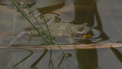 Besonders schützenswert: die Gelbbauchunke. (Foto: Wolfgang Willner)