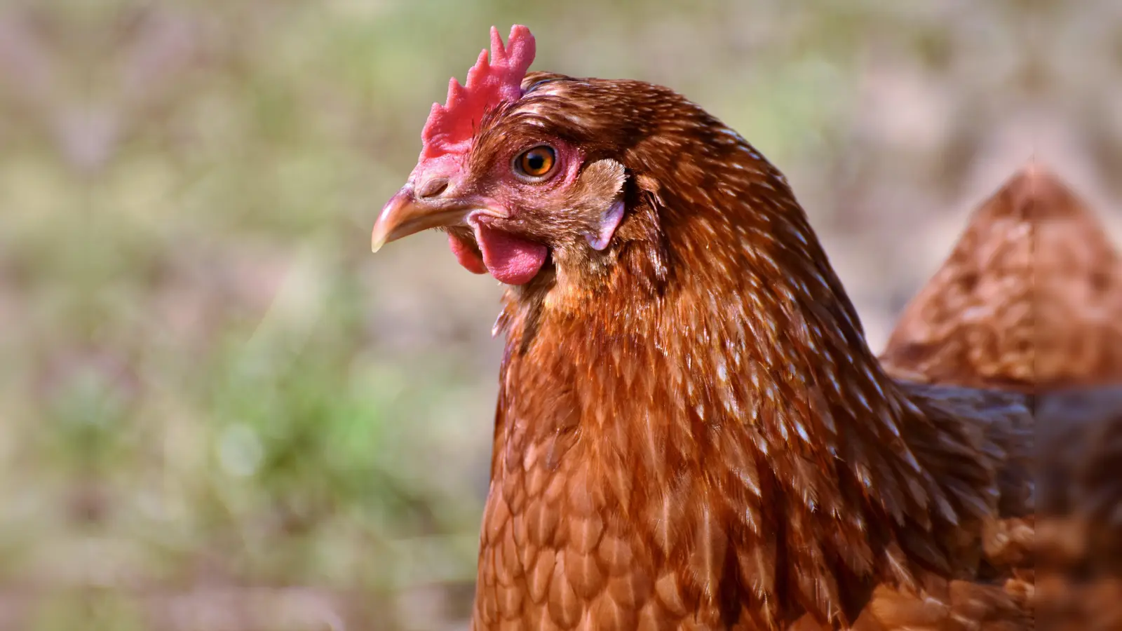 Auch Hühner können derzeit nur von der Freiheit träumen. (Foto: CC0)