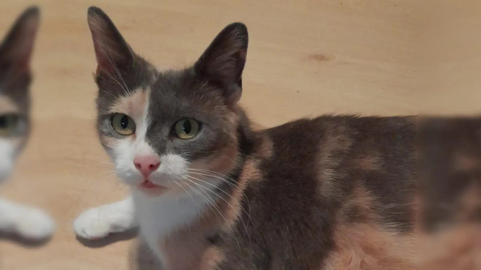 Die anfangs etwas schüchterne Luana taut schnell auf und liebt Streicheleinheiten. (Foto: Tierschutzjugend Erding)