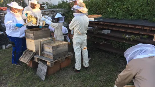 Die Bienenfreunde Erding arbeiten mit und für Honigbienen ebenso wie für Wildbienen. (Foto: Bienenfreunde Erding e.V.)
