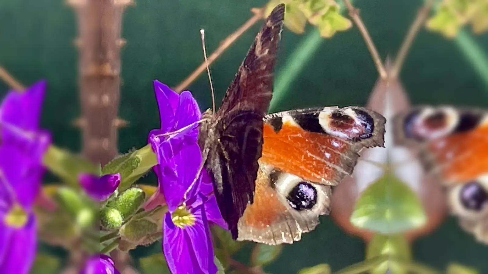 Schmetterlinge beobachteten die Teilnehmenden am diesjährigen Insektensommer kaum. (Foto: bb)