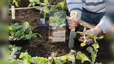 Der Dünger wird vor der Aussaat oder dem Auspflanzen gleihmäßig auf der Erde ausgestreut und leicht eingearbeitet. (Foto: Hauert Manna)