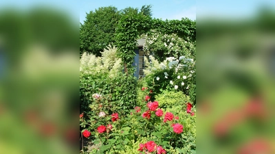 Beetrosen und kleinere Strauchrosen eignen sich für vor allem für eindrucksvolle Kombinationen mit Stauden. (Foto: BGL)