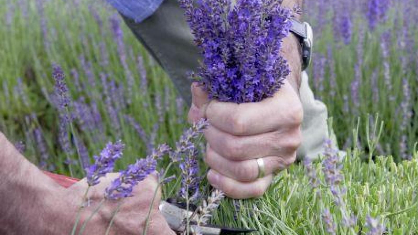 Lavendel schneiden und pflanzen Jetzt ist der richtige Zeitpunkt