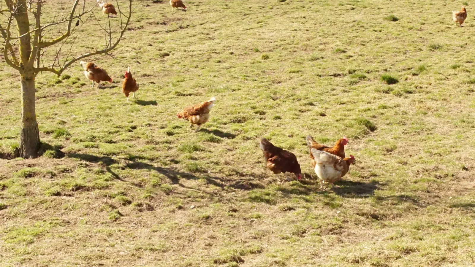 Hühner im eigenen Garten können viel Spaß machen - aber sie bedeuten auch Arbeit und Pflege. (Foto: bro)