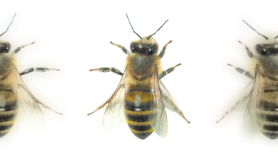 Honigbiene. (Foto: wsp)