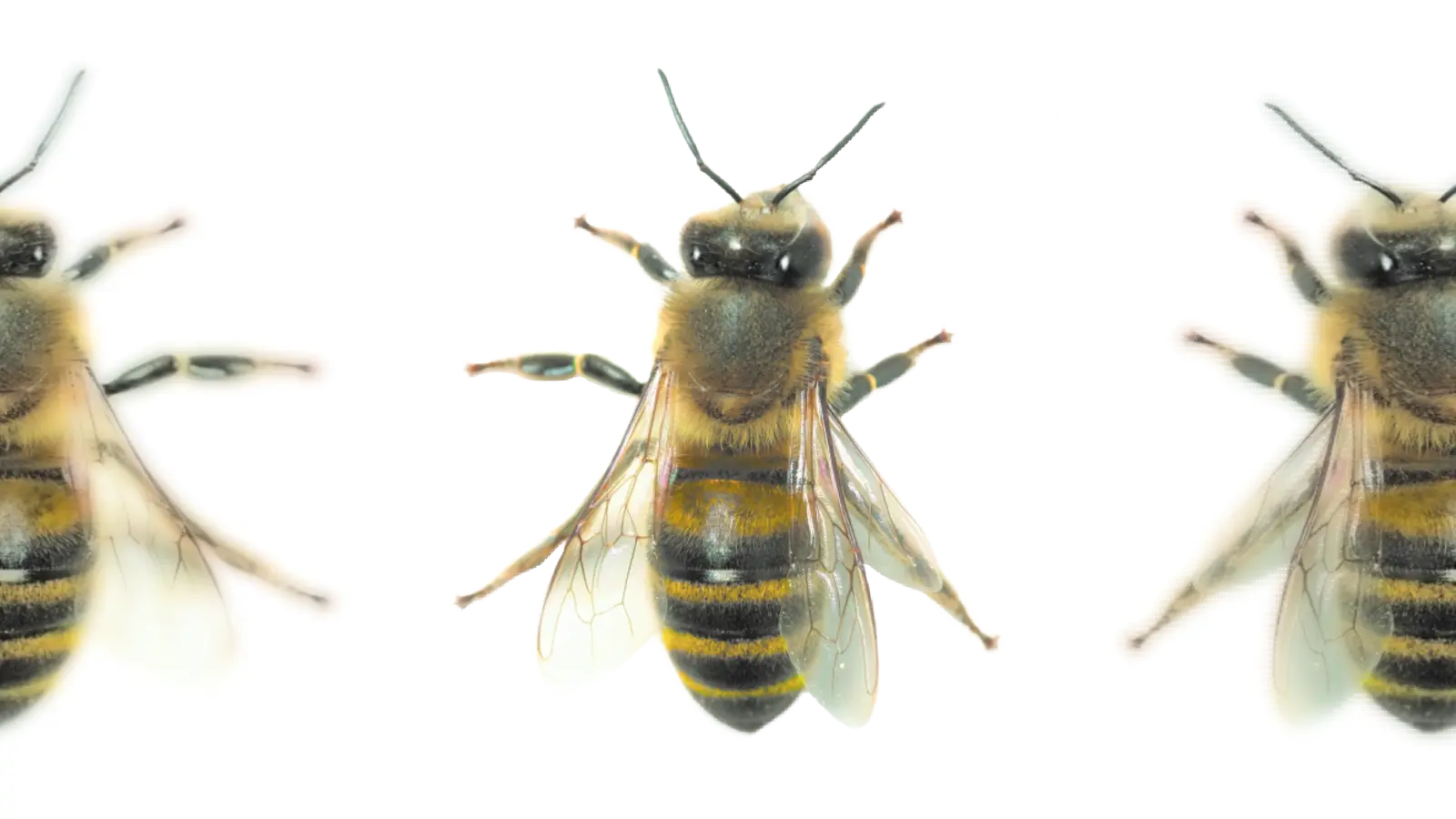 Honigbiene. (Foto: wsp)