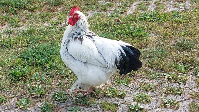 Auch Hühner brauchen Aufmerksamkeit und Pflege.  (Foto: bas)