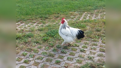 Alle Geflügelbesitzer sind zur Wachsamkeit aufgerufen.  (Foto: bas)