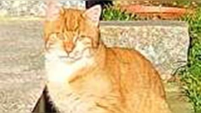 Kater (Foto: Stefan Maierhofer)