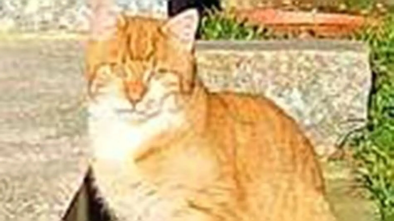 Kater (Foto: Stefan Maierhofer)