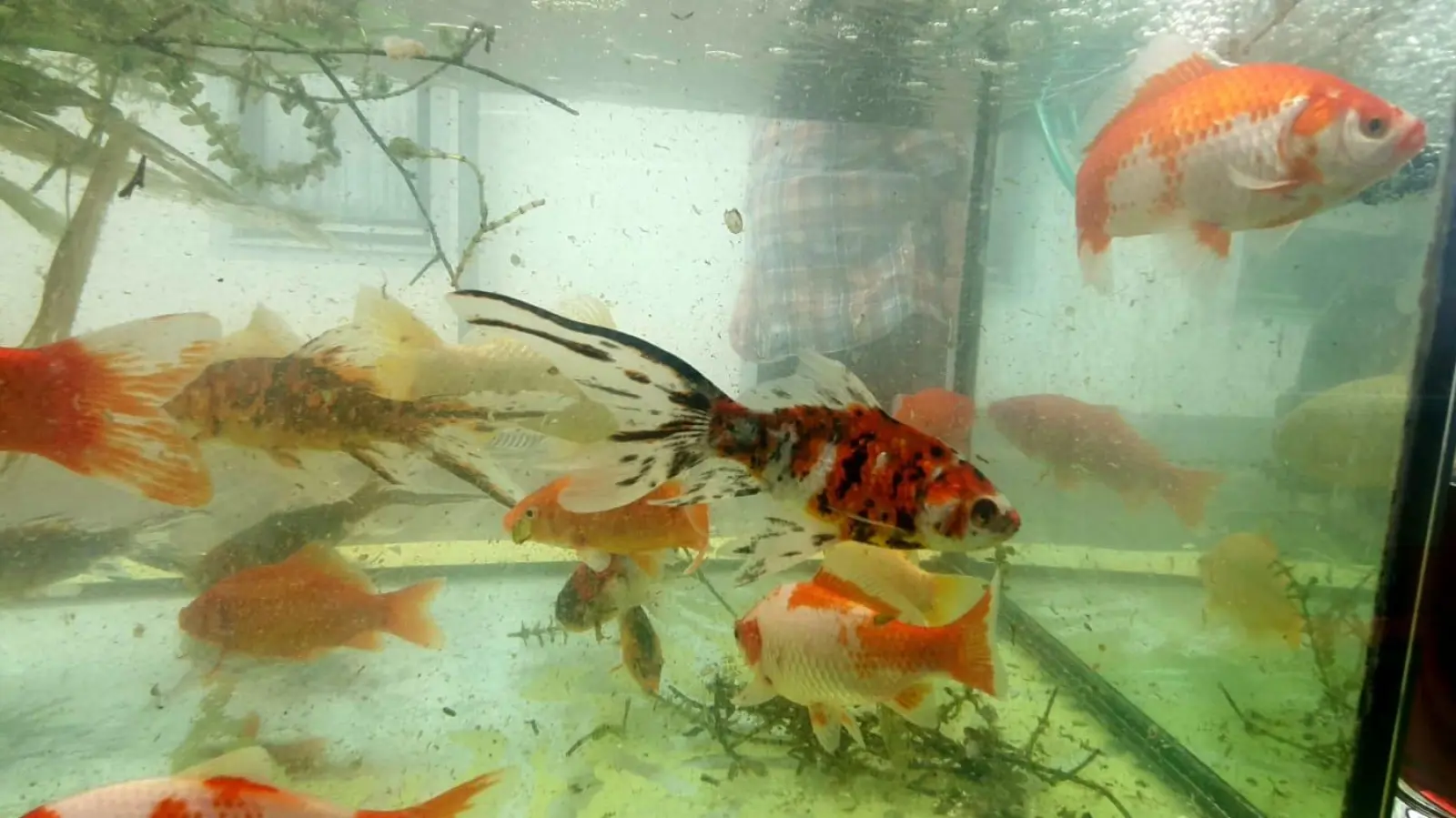 Getauscht werden dürfen solch muntere Teichfische und noch vieles mehr. (Foto: Huber)