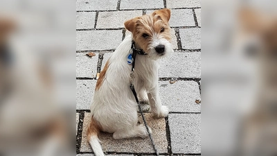 Am Feiertag kommt Wuffi mit zum Gottesdienst! (Foto: chk)